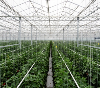 Cox Farms Now North America’s Largest Greenhouse Operator