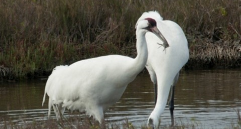 Preserving Our Precious Gulf Coast Wetlands