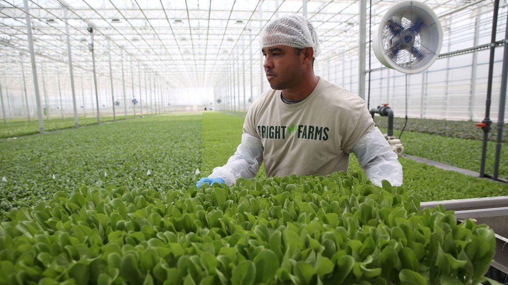 From Chicago Tribune: BrightFarms expands as pandemic fuels demand